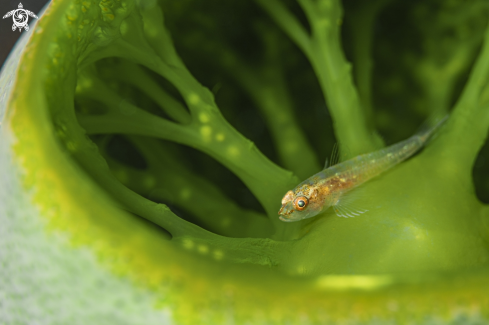 A Michel's Ghost Goby