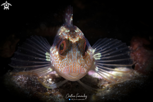 A Ringneck blenny 