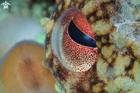 A Octopoda  (ojo) | Ojo de pulpo.