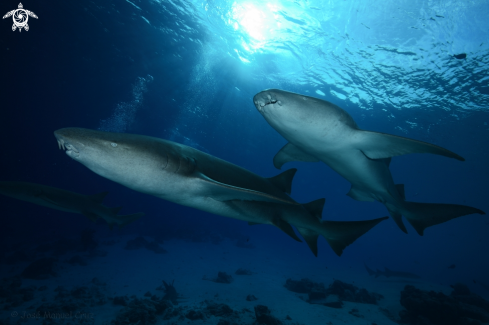 A Tawny Nurse Shark