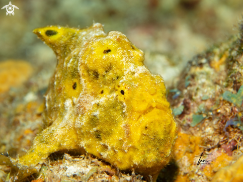 A Frogfish