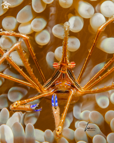 A Stenorhynchus seticornis | Arrow Crab