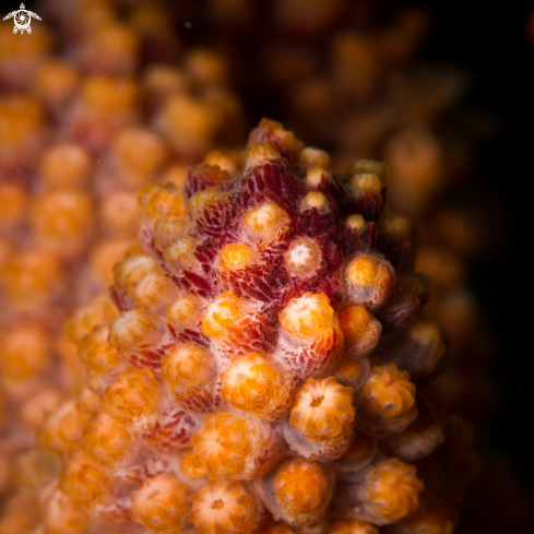 A Hard coral