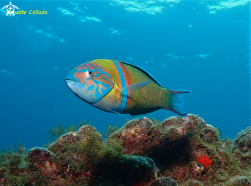 A Thalassoma pavo | Pejeverde