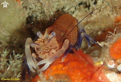 A Gnatophyllum elegans | Camarón de lunares