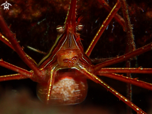 A stenorhynchus lanceolatus | Cangrejo araña