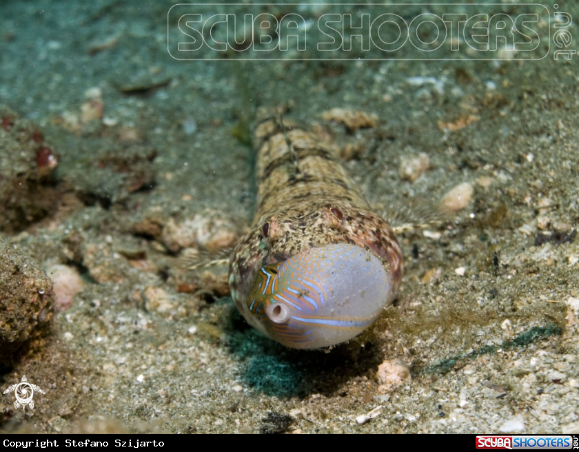 A Lizard Fish