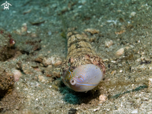 A Lizard Fish