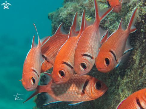 A Myripristis jacobus | Blackbar Soldierfish