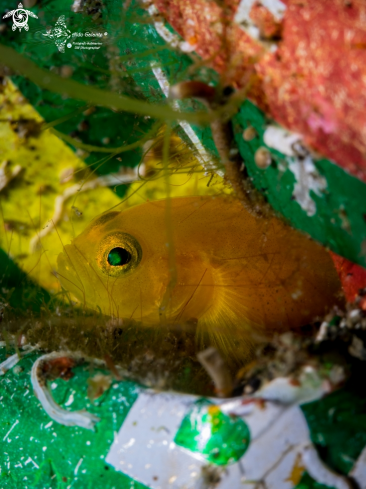 A Yellow Pygmy Goby