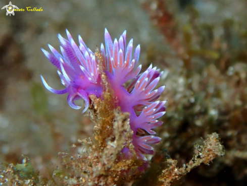 A Flabellina affinis | Flabellina