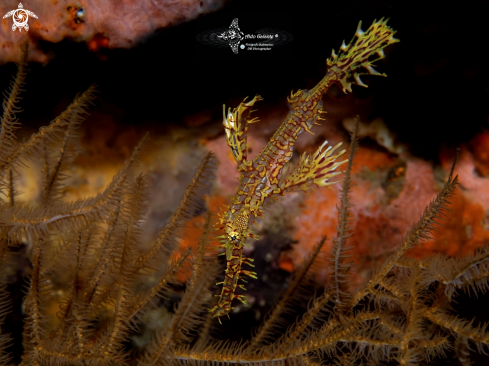 A Ghost Pipe Fish