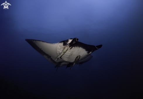 A MOBULA BIROSTRIS | GIANT OCEANIC MANTA