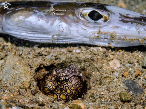 A Purple Banded Snake Eel