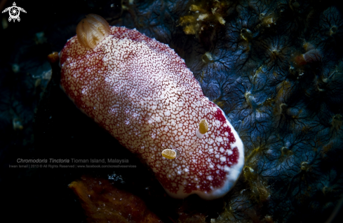 A Chromodoris Tinctoria | Chromodoris