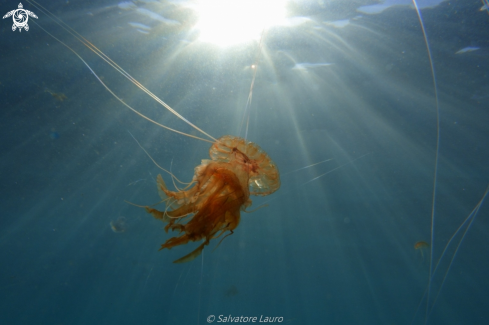 A Jelly Fish