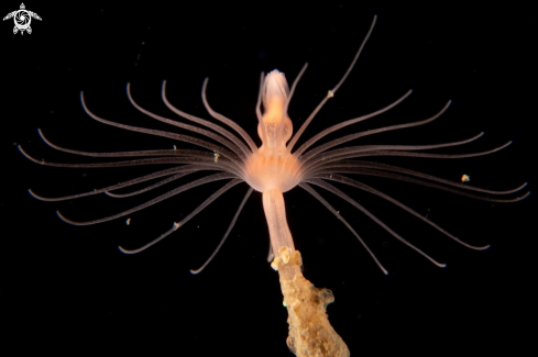 A Tubularia indivisia