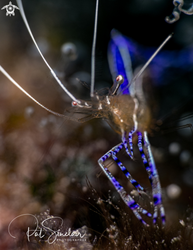 A Pedersen Cleaning Shrimp