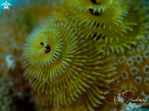 A Christmas Tree Worm