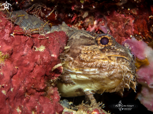 A Toadfish