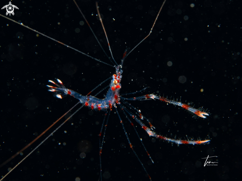 A Banded Coral Shrimp