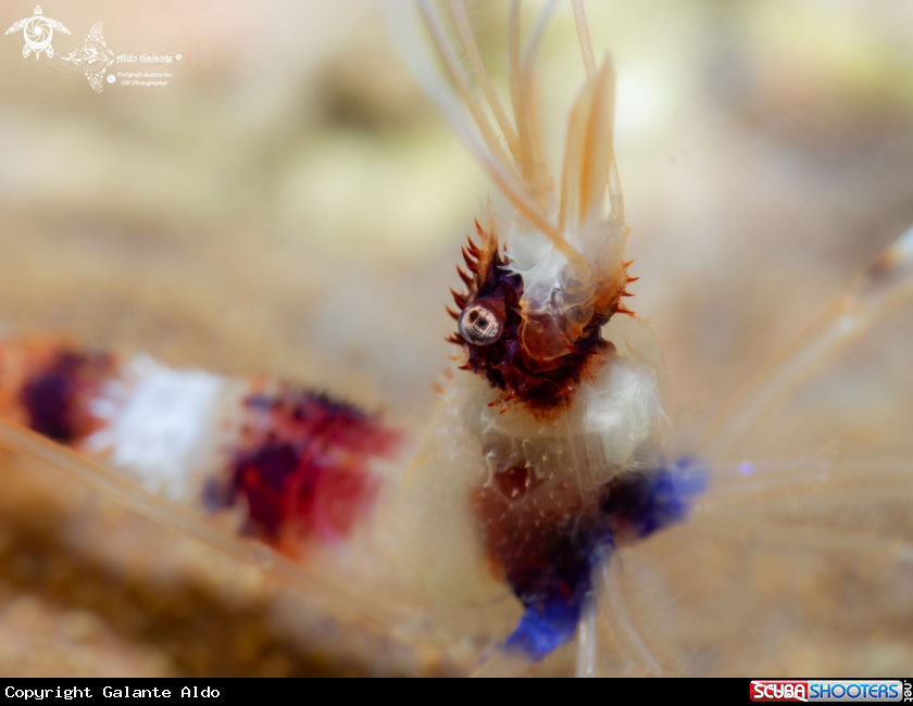 A Banded Cleaner Shrimp