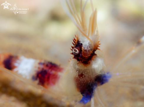 A Banded Cleaner Shrimp