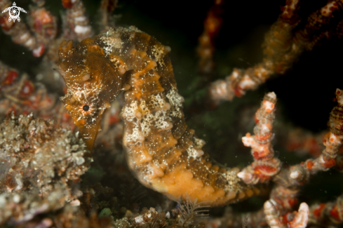 A Hyppocampus ingens | Caballito de mar