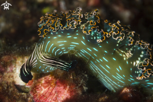 A Danzarina mexicana nudibranch