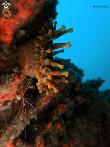 A Telmatactis cricoides con Lysmata grabhami | Telmatactis cricoides