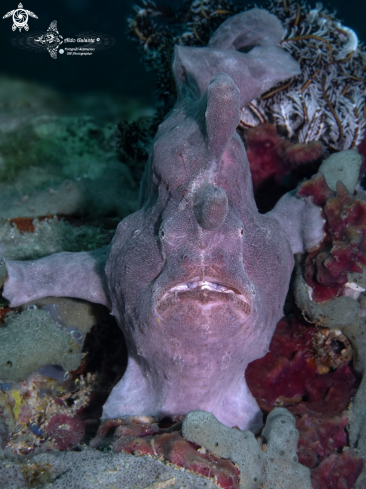 A Giant Frogfish