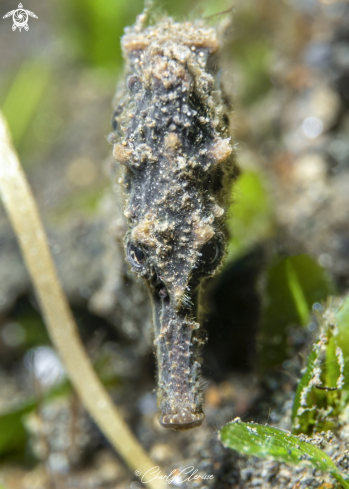 A Common Seahorse