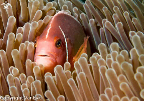 A underwater creature