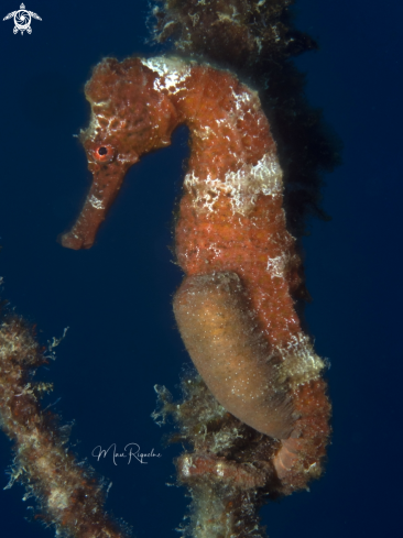 A Longsnout Seahorse