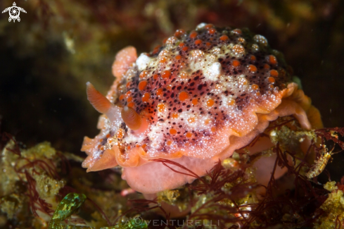 A Goniobranchus nudi