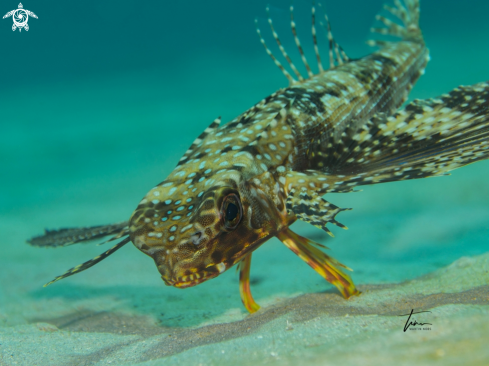 A Flying Gurnard