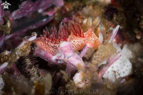 A Flabellina telja nudibranch | Pink Flabellina nudi