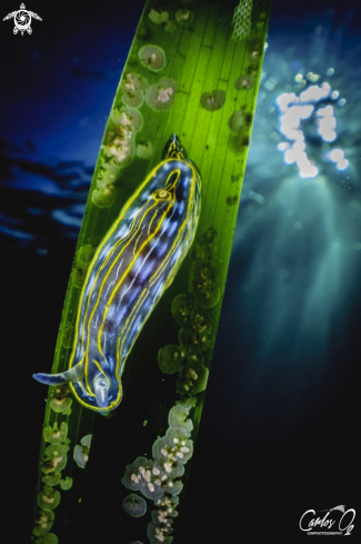 Nudibranch