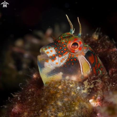 A Hypsoblennius invemar | Tessellated blenny