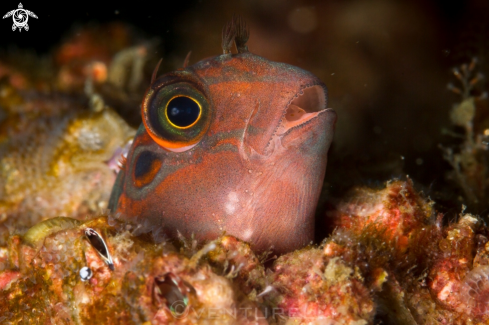 A Panamic fanged blenny