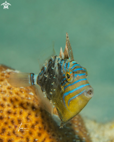 A Queen Triggerfish