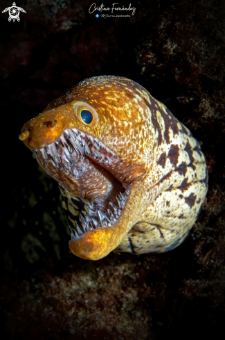 A Fangtooth moray