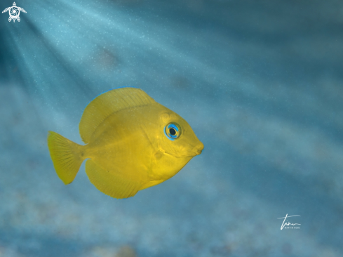 A Blue Tang Surgeonfish