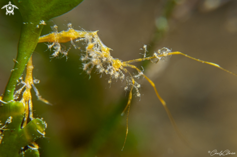 A Caprellidae sp | Skeleton Shrimp