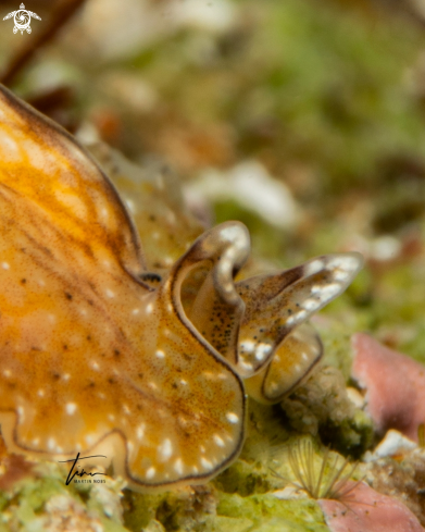 A Flatworm