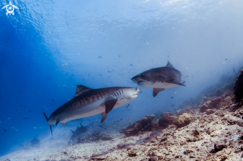 A tiger shark