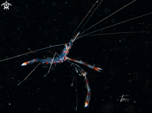 A Banded Coral Shrimp