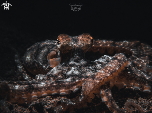 A Macrotritopus defilippi | Longarm Octopus