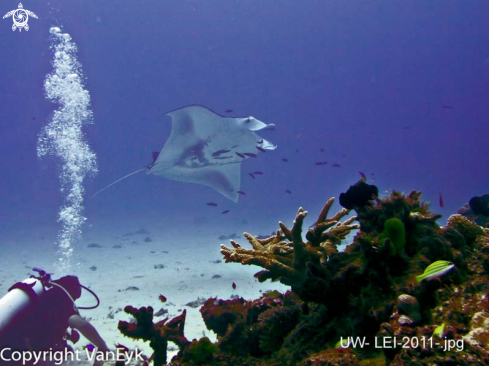 A Manta Ray