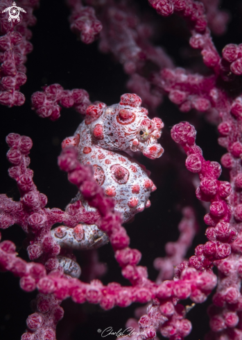 A Bargibanti Pigmy Seahorse